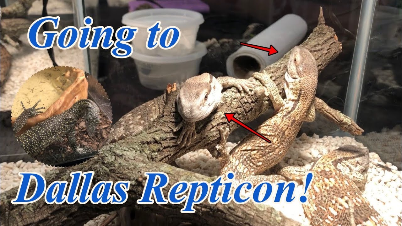 Dallas Repticon! (Saw My Dream Lizard)... YouTube