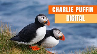 Charlie Puffin Digital