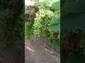Grapes  in super sonaka grape viral agriculture shorts