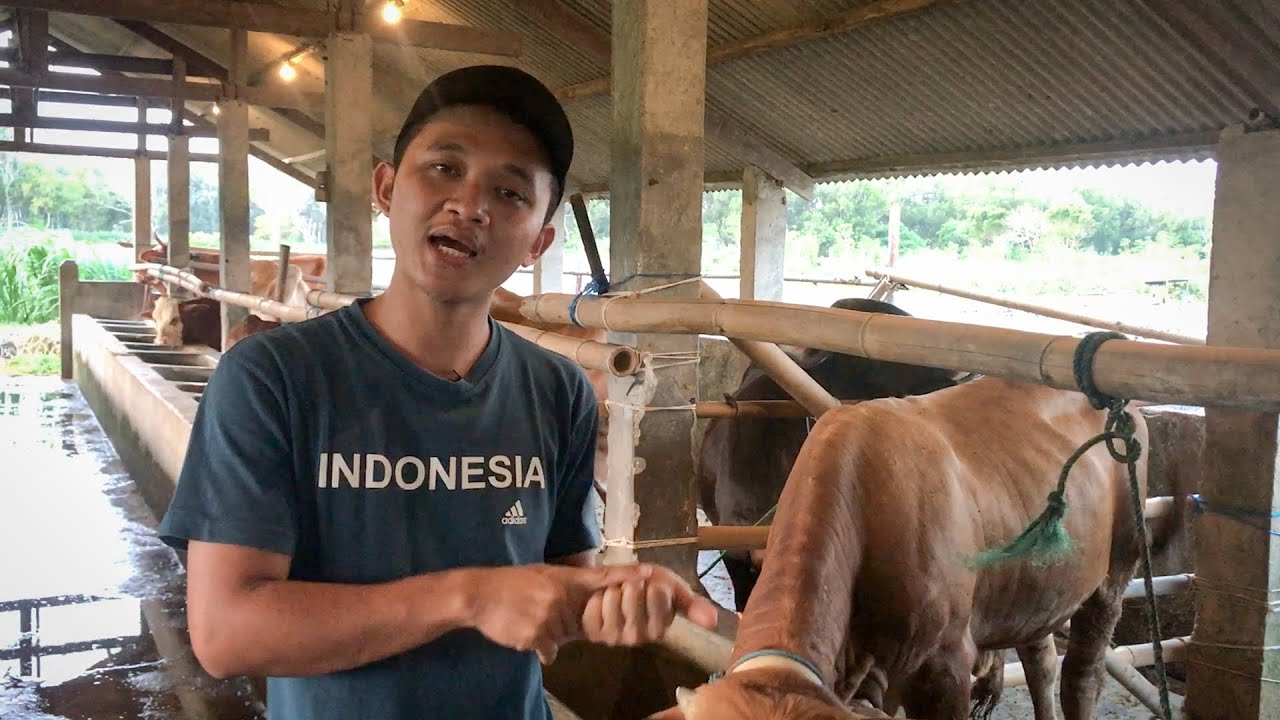 STOK SAPI QURBAN Berkah Setia Farm 2020 - YouTube