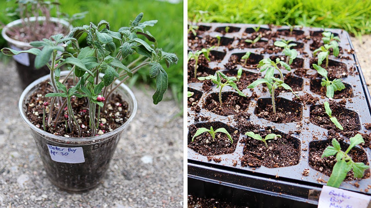 transplanting tomato seedlings