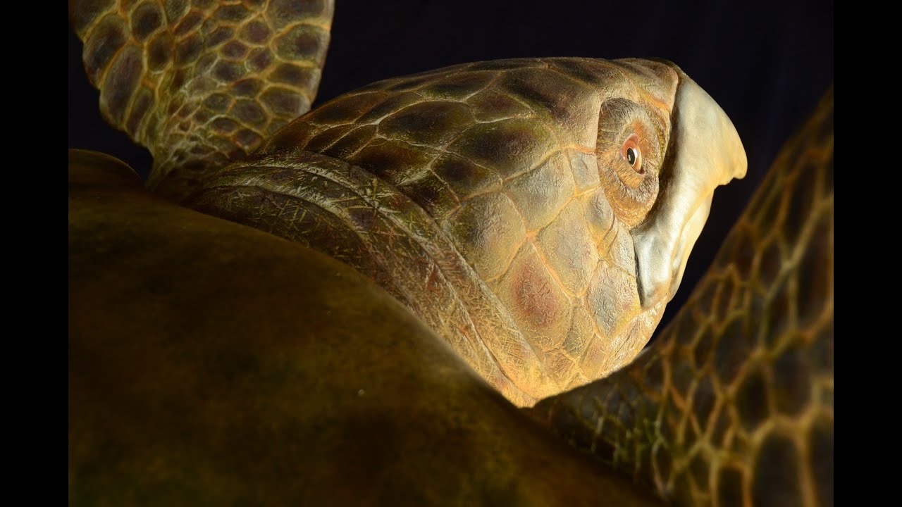 Ancient turtle slowly comes to life.