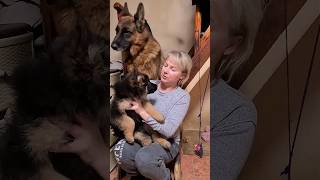 🐕🐾❤️My lovely German Shepherds.  Ride and puppies.  Odessa.