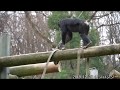子供のいたずら チンパンジーの喧嘩 Chimpanzee 多摩動物公園 2019/12/26