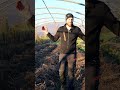 #pomodori da #trinciare e lavori in #serra #prode #orto #coltivare #mattthefarmer
