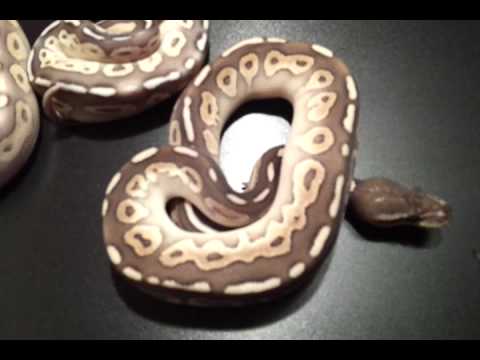 pythons for sale 3 sisters from clutch #1