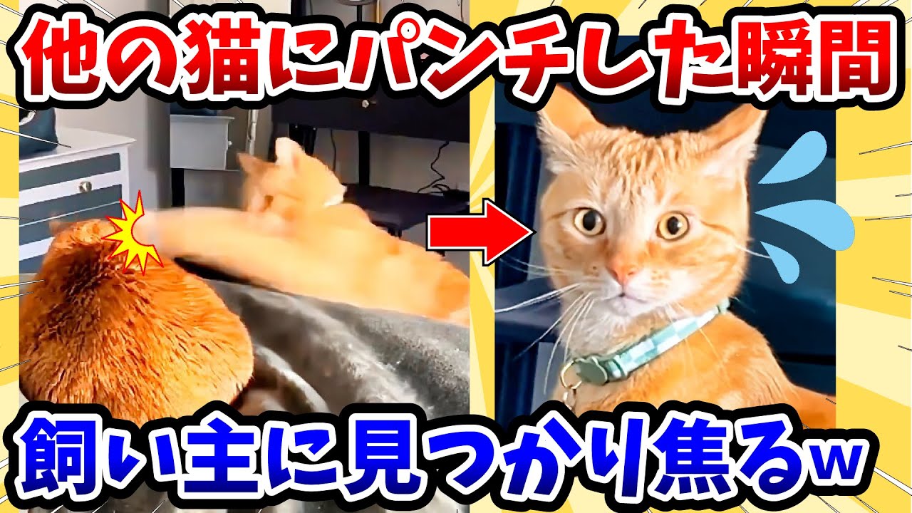 【2ch動物スレ】他の猫にパンチした瞬間 → 飼い主に見つかり焦るwww