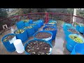 FREE 55 Gallon Plastic barrels into vegetable planters