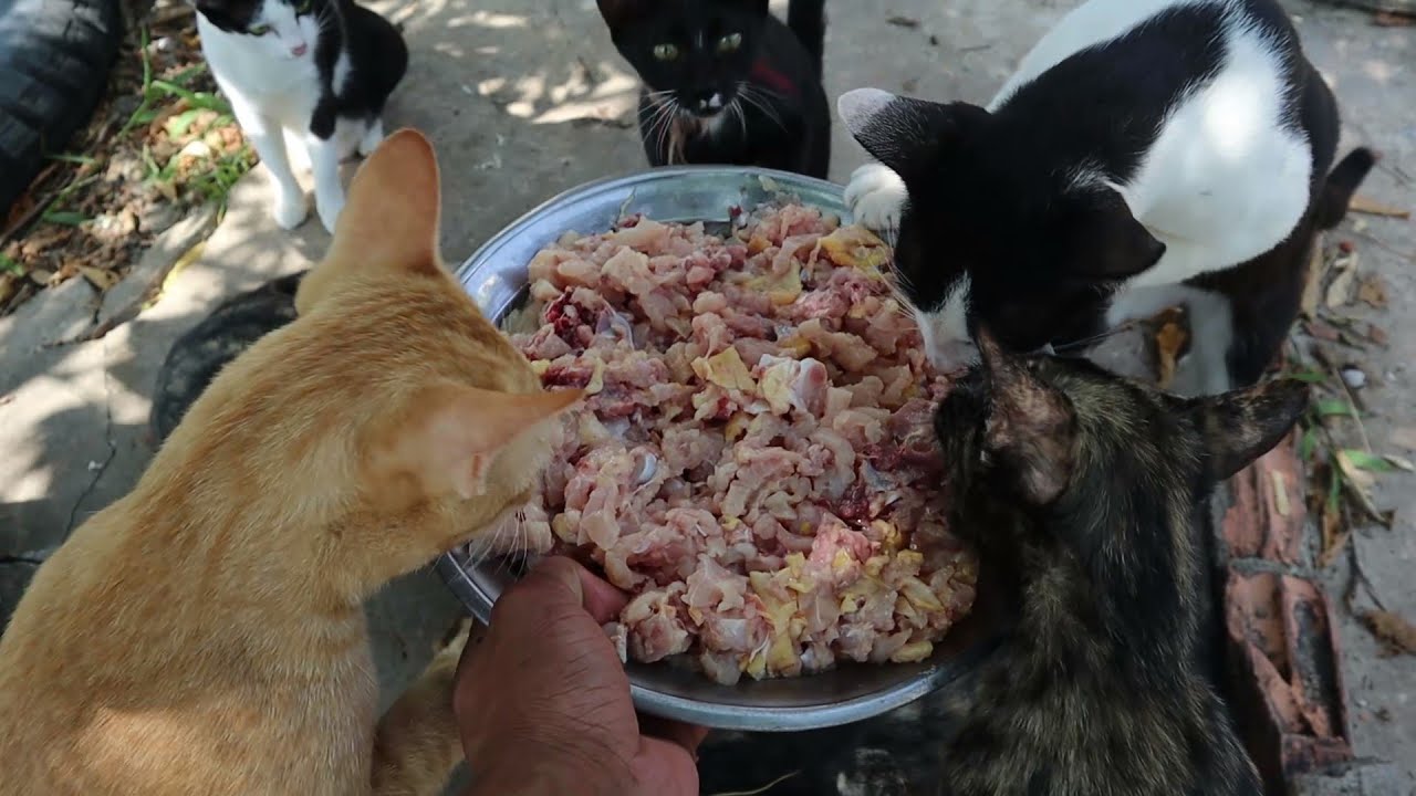 Hungry Cats eating whole chicken Kitten eat raw chicken The Gohan