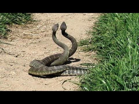 Tow snake were playing to each other, amazing fight and palying - YouTube