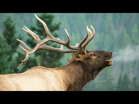 Elk Bugles and Chuckles from Early Rutting Season