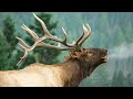 Elk Bugles and Chuckles During Rutting Season