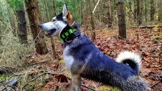 картинка: ОХОТА С ЛАЙКОЙ/ ОКА ВЕЗДЕХОД/ КОЛЛИМАТОР/