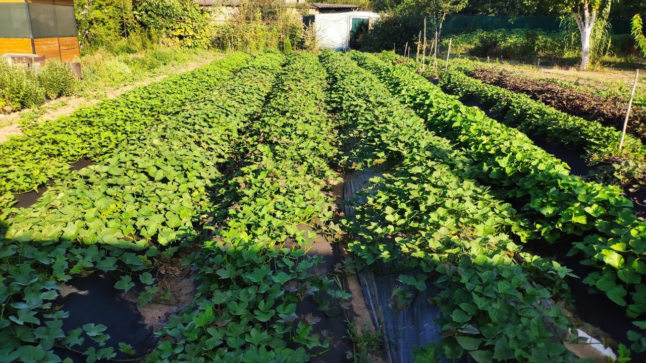 Батат 2025 два месяца после высадки. как дела у экзотики и новые удобрения