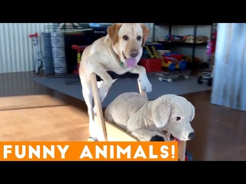 funniest-pets-&-animals-of-the-week-compilation-october-2018-|-funny-pet-videos