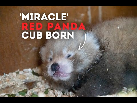 Video: Pet Scoop: Wanita Pertama Nama D.C.'s Panda Cub, Kids Simpan 
