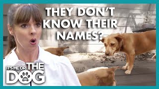 These Dogs don’t even know their Own NAMES! | It's Me or the Dog by It's Me or the Dog 9,450 views 1 day ago 2 minutes, 40 seconds