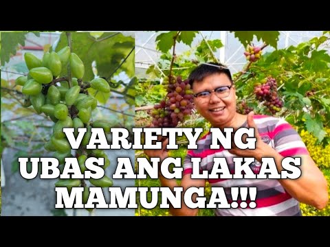 Video: Rochefort ay isang table grape. Paglalarawan, pagpapalaganap sa pamamagitan ng mga pinagputulan