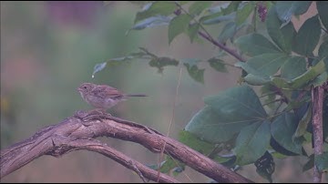 The "Mouse Bird" and Fire: How Fire Benefits Bachman