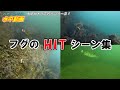 【126】水中カメラで釣りシリーズ！『フグのHITシーン集』 Fishing underwater GoPro ∕ 大阪 貝塚 二色の浜海水浴場の波止