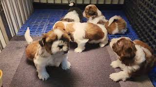 Ellie Mae's Shih-Tzu Puppies