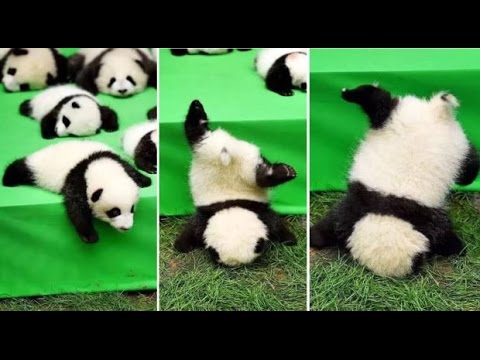 Baby Panda Does A Faceplant As It Tries To Flee Cute Panda Debut Parade - Becoming Star Of The Show