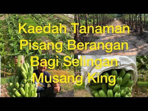 Video: Actinidia: Penanaman Dan Penjagaan