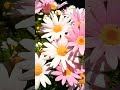 つぐない(テレサ・テン)#林部智史#music#songs#shorts#flowers#愛情