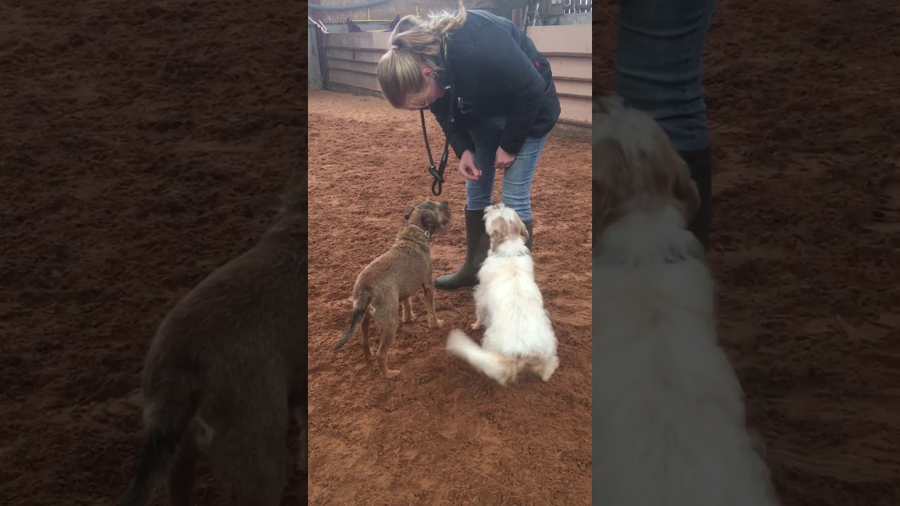 Dog training - YouTube