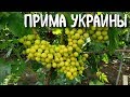 Прима Украины - гибридная форма винограда