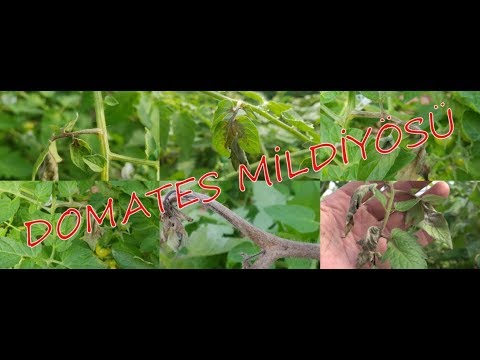Video: Yaprak Küfü Veya Kahverengi Leke - Seralarda Domates Hastalığı