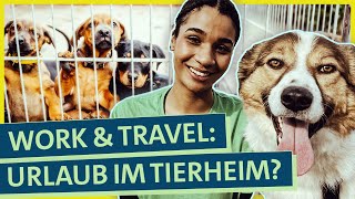 TierschutzUrlaub im Ausland: Wie hart ist die Freiwilligenarbeit im Tierheim?