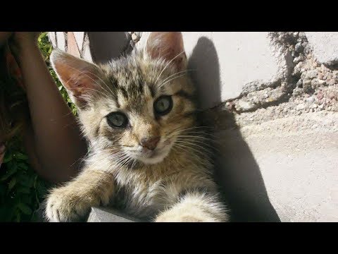 Video: Ar Yra Imbierinių Kačių?