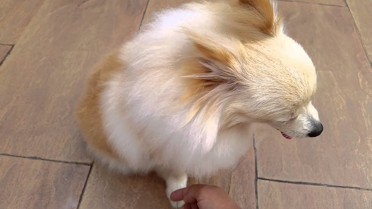 6 month pomeranian 6 months pomeranian puppy pommy tricks 6 month pomeranian 6 months pomeranian puppy pommy tricks