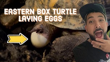 Eastern Box Turtle Laying Eggs 🐢 🥚
