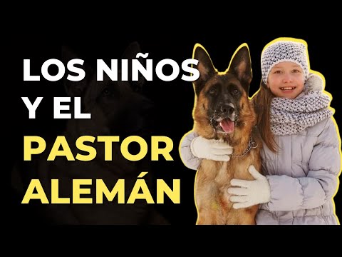 Video: Tratamiento de hemorroides para un cachorro