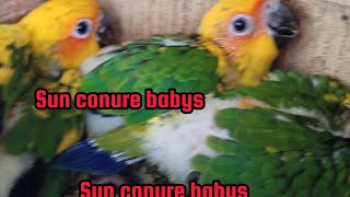 Sun conure my breeder pair with four baby /sun conure babys wel healthy or active baby/sun conure by Birds Lover  55 views 1 day ago 57 seconds