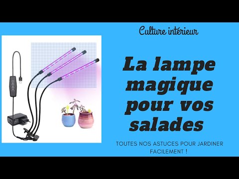 Vidéo: Cultiver De La Laitue En Intérieur