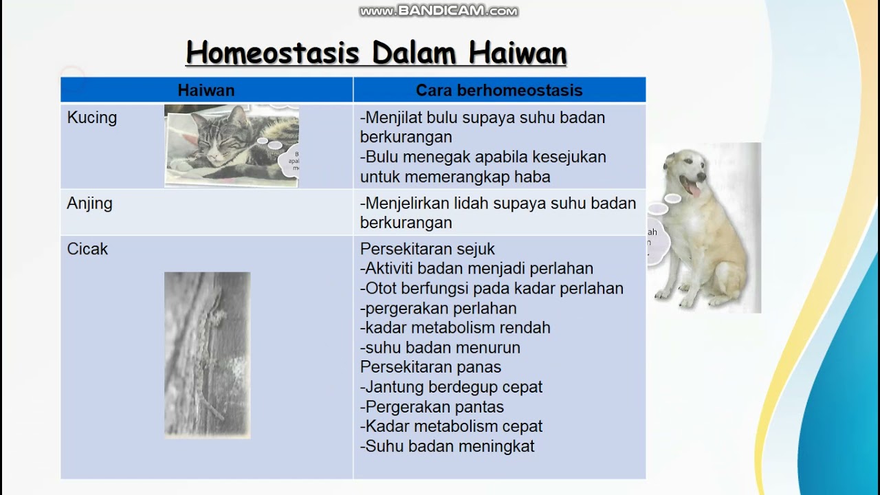 Bab 3 T1 3 2 Homeostasis Dalam Haiwan Youtube