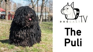 The Puli dog breed  DogCast TV S02E06