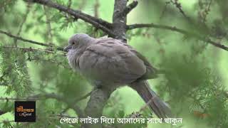 Allah Tomar Ai Dhorar Maje koto na bolo | আল্লাহ তোমার এই ধরার মাঝে কতো না বলা  কথা | বাংলা নিউ গজল