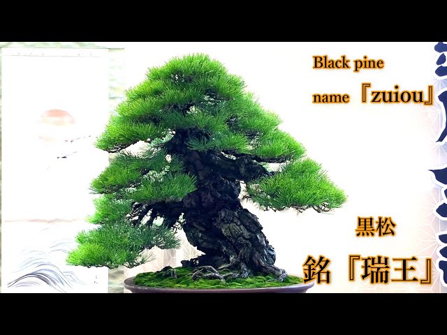 貴風盆栽黒松 根上りの黒松盆栽 樹齢ウン百年のような趣を感じさせる盆栽 : 盆栽妙