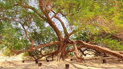 The Tree of Life, Bahrain