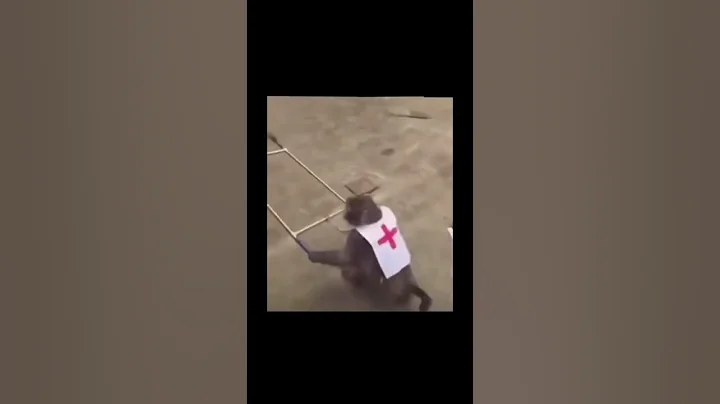 AMBULANCE MONKEYS 🤣 #viral #funny