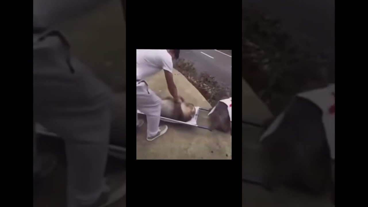 AMBULANCE MONKEYS 🤣 