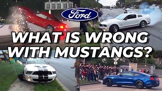 The REAL Reason Mustangs Love Crowds by MartiniWorks 6,755 views 3 months ago 5 minutes, 57 seconds