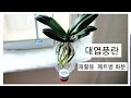 재활용 페트병 대엽풍란 화분 만들기,통풍완벽,물주기 간편. Phalaenopsis recycled plastic bottle.