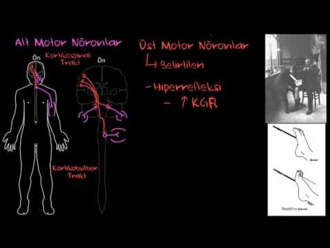 Üst Motor Nöronları (Sağlık ve Tıp) (Sinir Sistemi Fizyolojisi) (Psikoloji / Davranış)