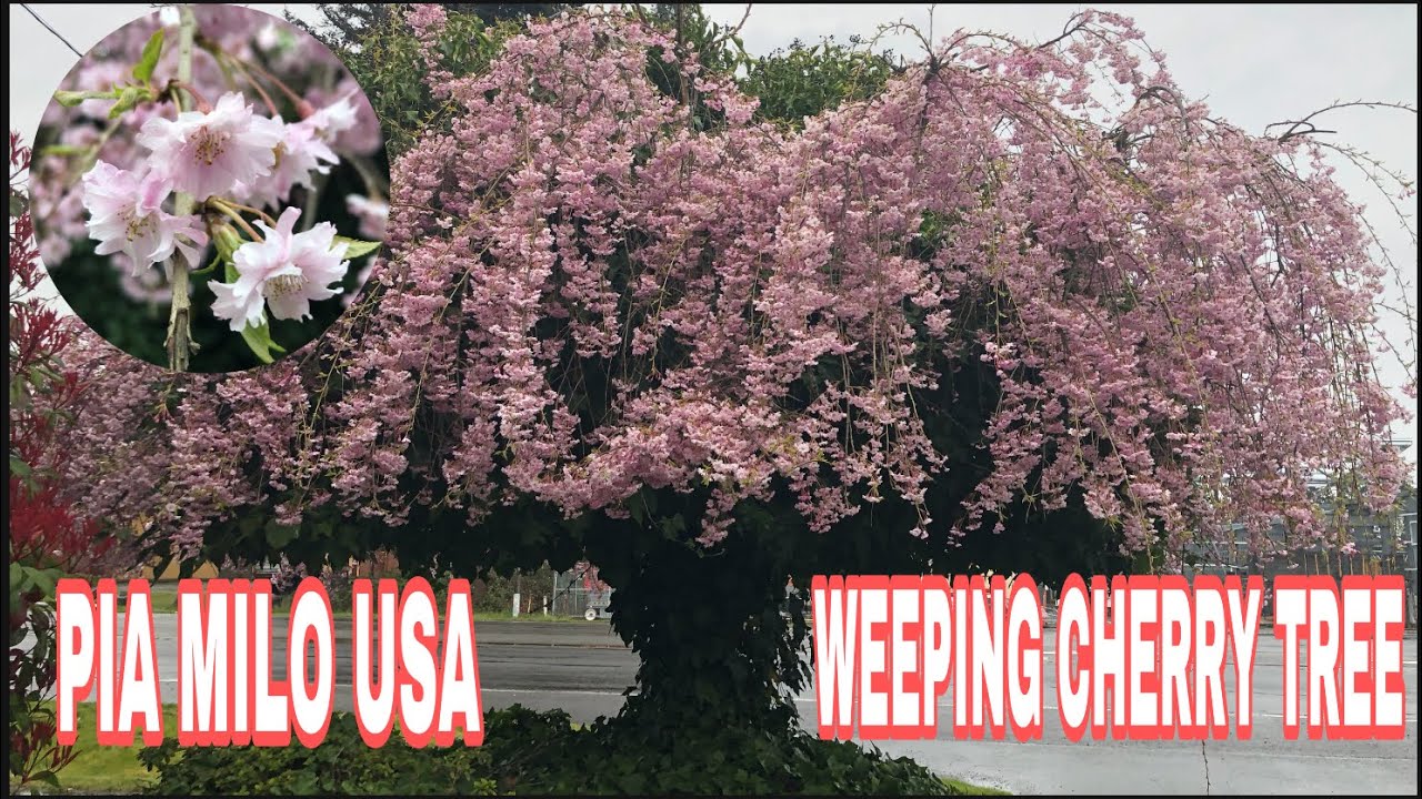 Weeping Cherry Tree - Different Type Of Cherry Tree in Washington State 