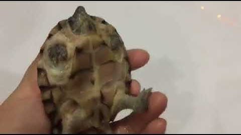 Rùa lưỡi dao - Razorback musk turtle